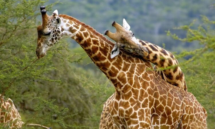 1 DAY GAME DRIVE TO  AKAGERA NATIONAL PARK